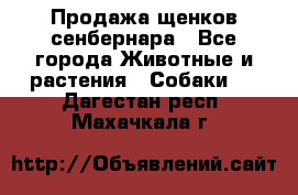 Продажа щенков сенбернара - Все города Животные и растения » Собаки   . Дагестан респ.,Махачкала г.